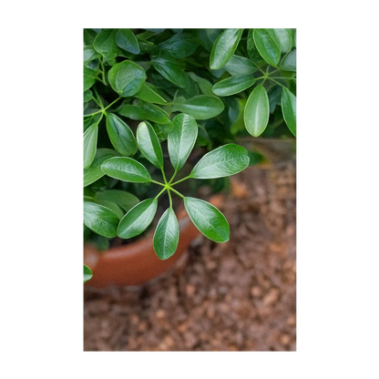 Seed - Dwarf Schefflera