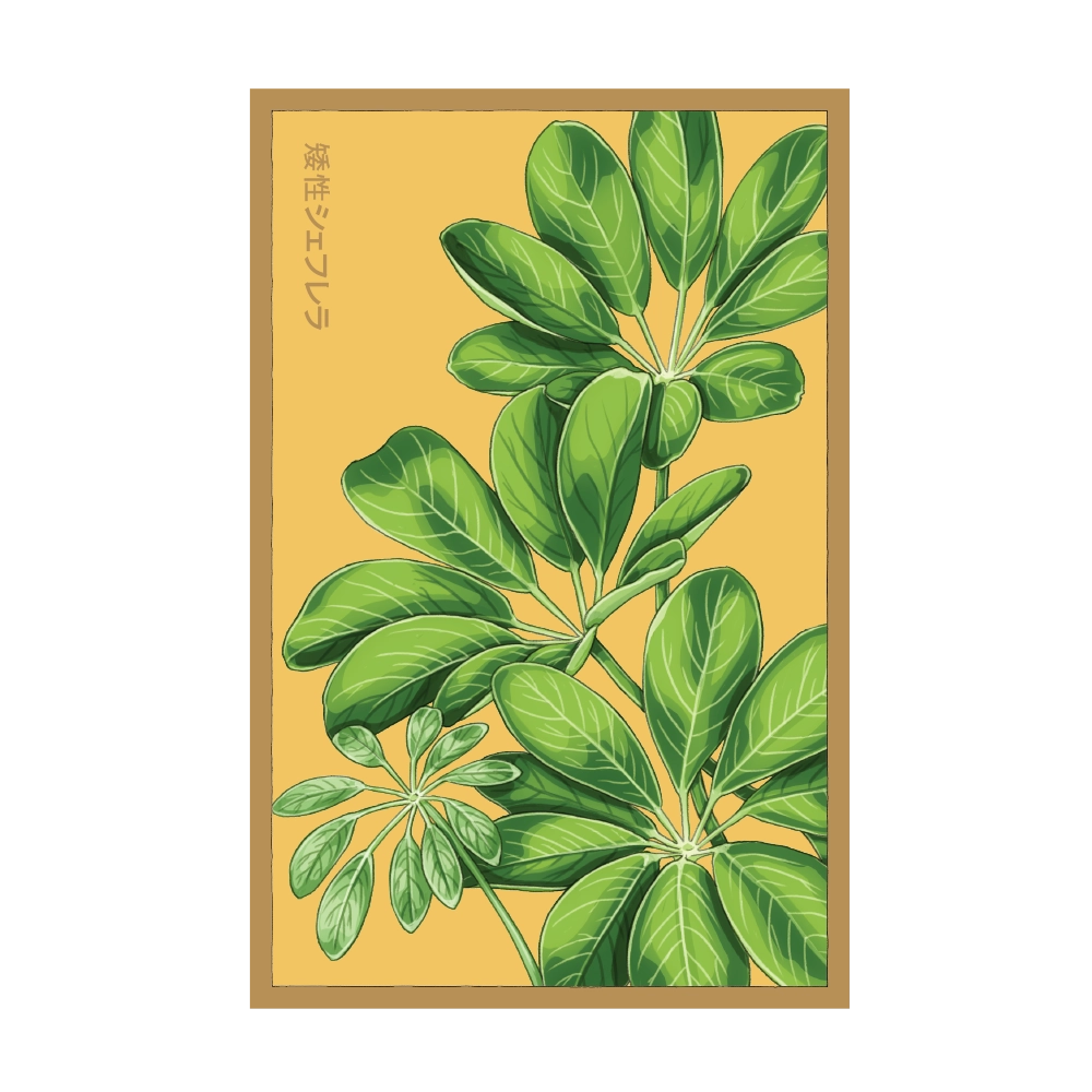 Seed - Dwarf Schefflera