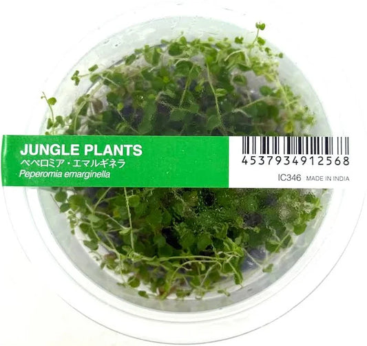 peperomia emarginella - 2"