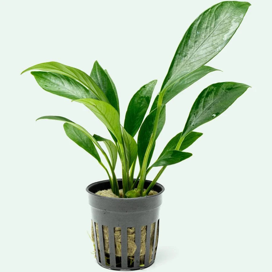Anubias Congensis - 2"