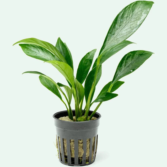 Anubias Congensis - 2"