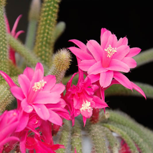 Disocactus flagelliformis - 6"