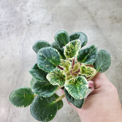 SMALL PLANTS - African Violet Variegated - 2"