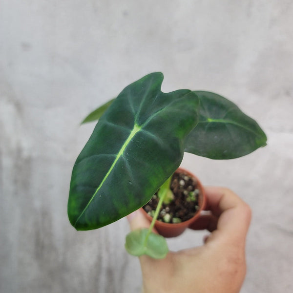 small-plants-alcosia-frydek-2-
