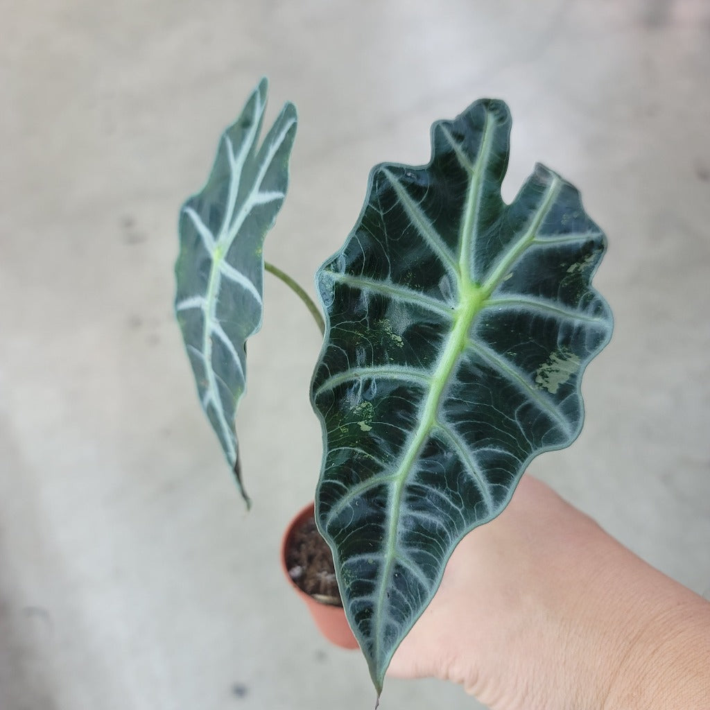 SMALL PLANTS - Alocasia Amazonica Polly Variegated - 2