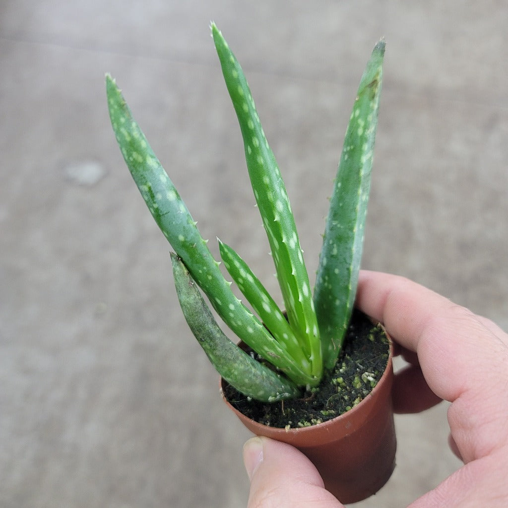 SMALL PLANTS - Aloe Vera - 2