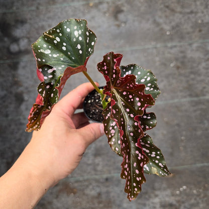 SMALL PLANTS - Begonia Cracklin Rose - 2"