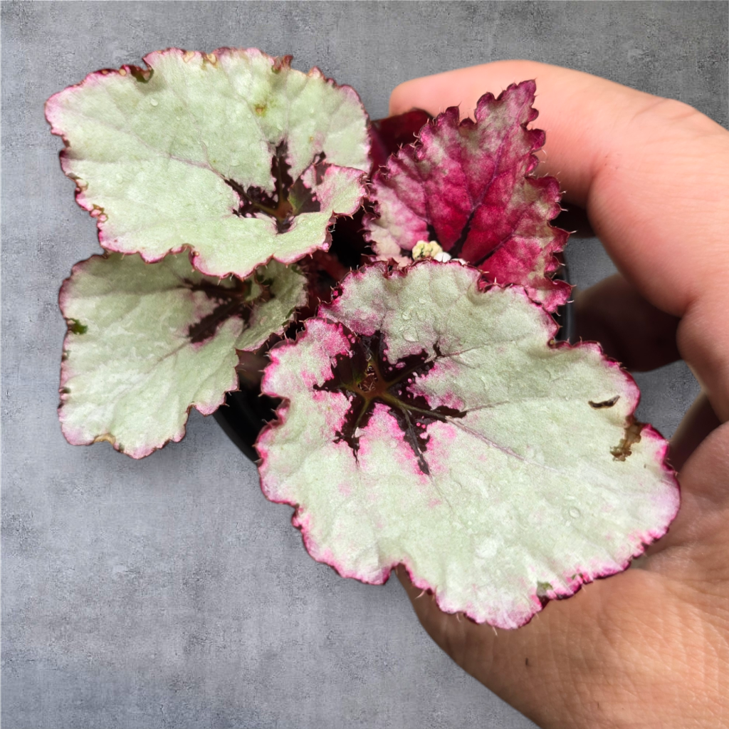 SMALL PLANTS - Begonia Rex - Asst (2")