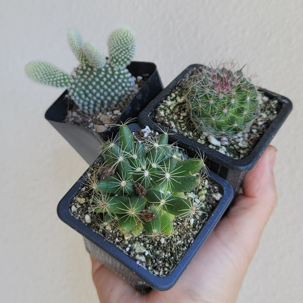 SMALL PLANTS - CACTUS ASSORTED - 2.5