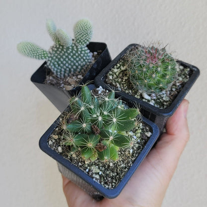 SMALL PLANTS - CACTUS ASSORTED - 2.5"
