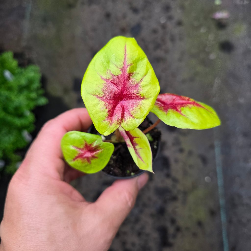 Caladium assorted - 2