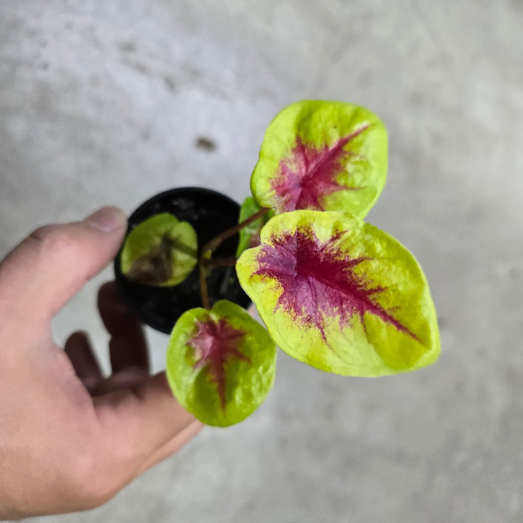 Caladium 'Lemon Blush' - 2