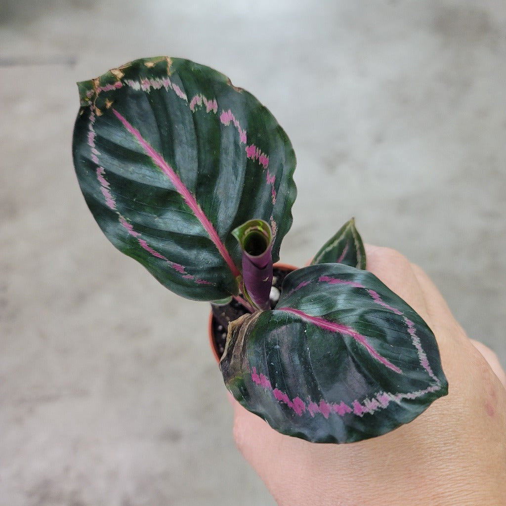 Calathea dottie - 2