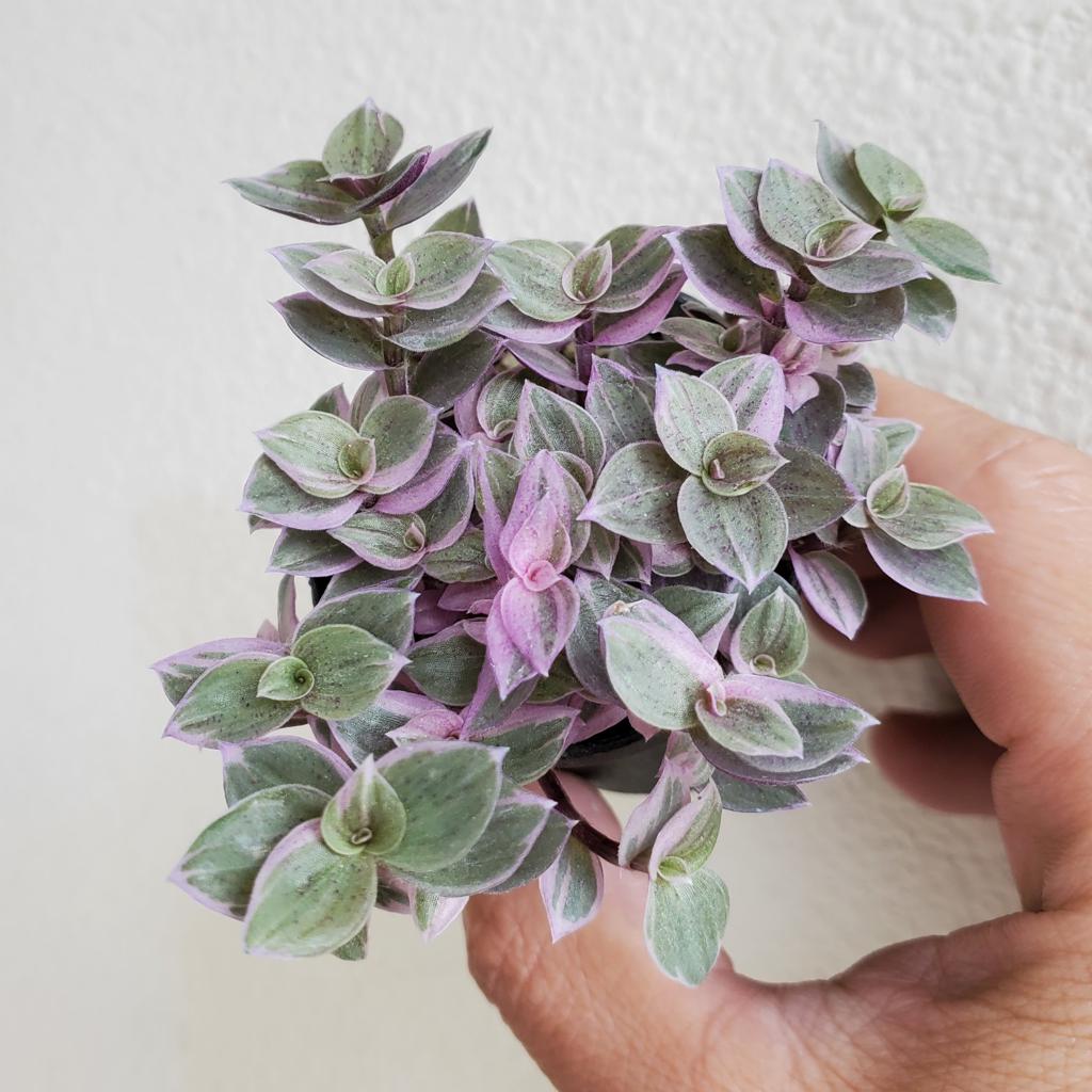 SMALL PLANTS - CALLISIA PINK PANTHER - 2"