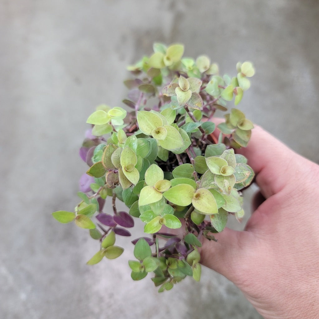 SMALL PLANTS - Callisia Repens - 2"