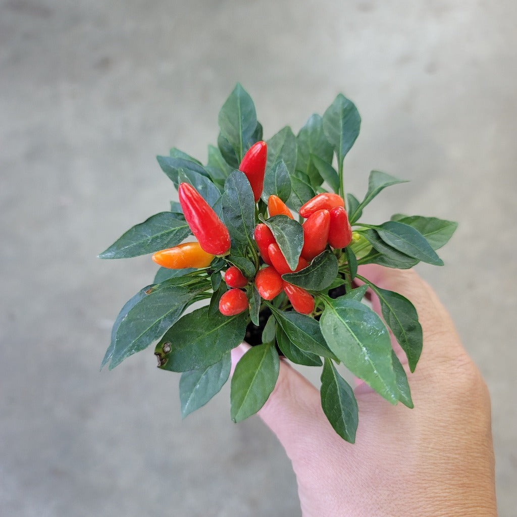 SMALL PLANTS - Capsicum Annuum Assorted - 2"