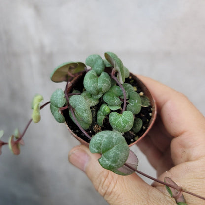 SMALL PLANTS - CEROPEGIA WOODII (STRING OF HEARTS) - 2"