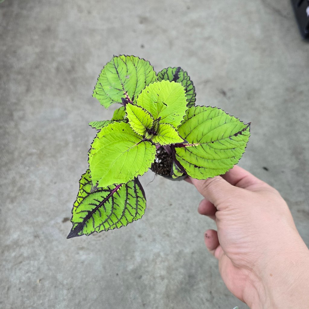 Coleus assorted -2 