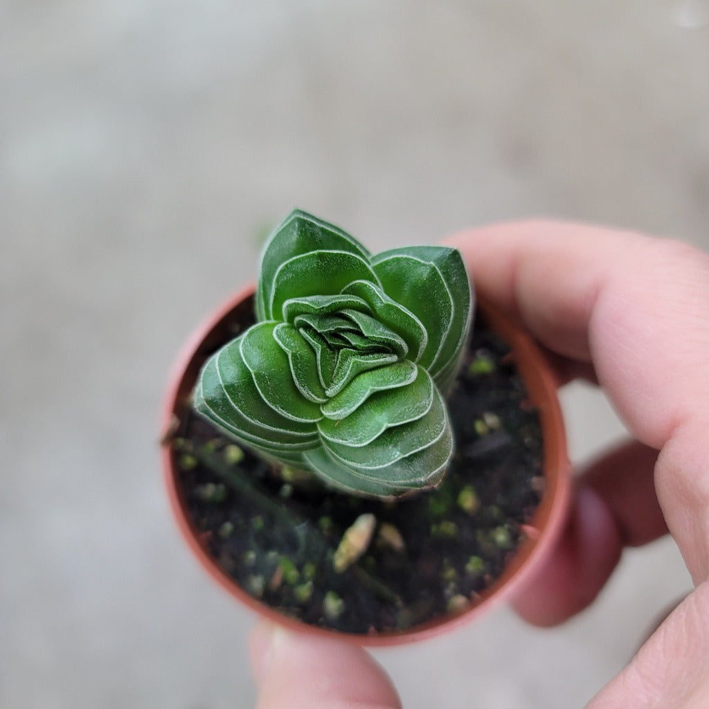 SMALL PLANTS - Crassula Pyramidalis 'Buddha's Temple' - 2"