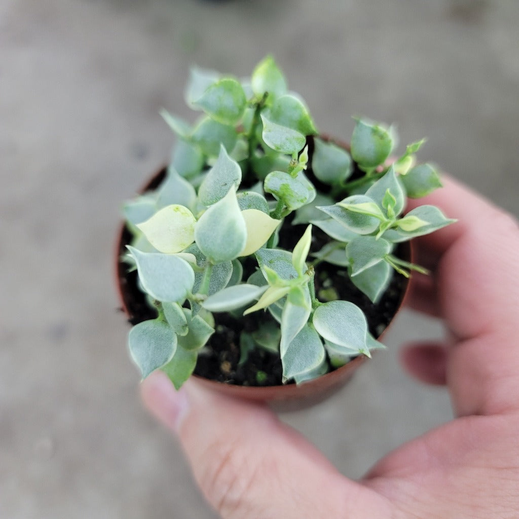 SMALL PLANTS - Dischidia Ruscifolia Variegata - 3"
