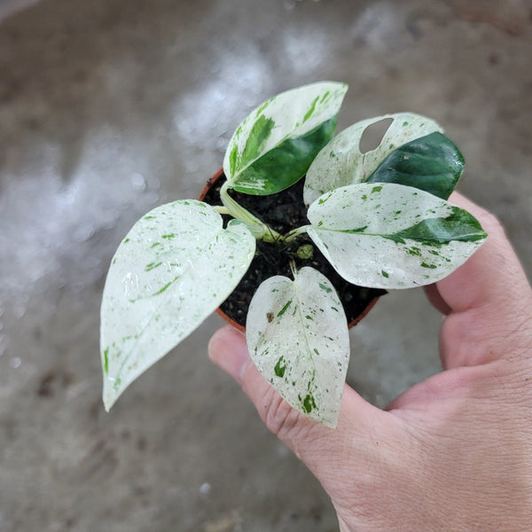 philodendron epipremnum pinnatum variegated Epipremnum Pinnatum Marble (2)