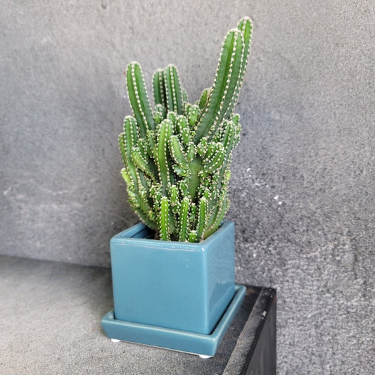 SMALL PLANTS - FAIRY CASTLE CACTUS - 3"