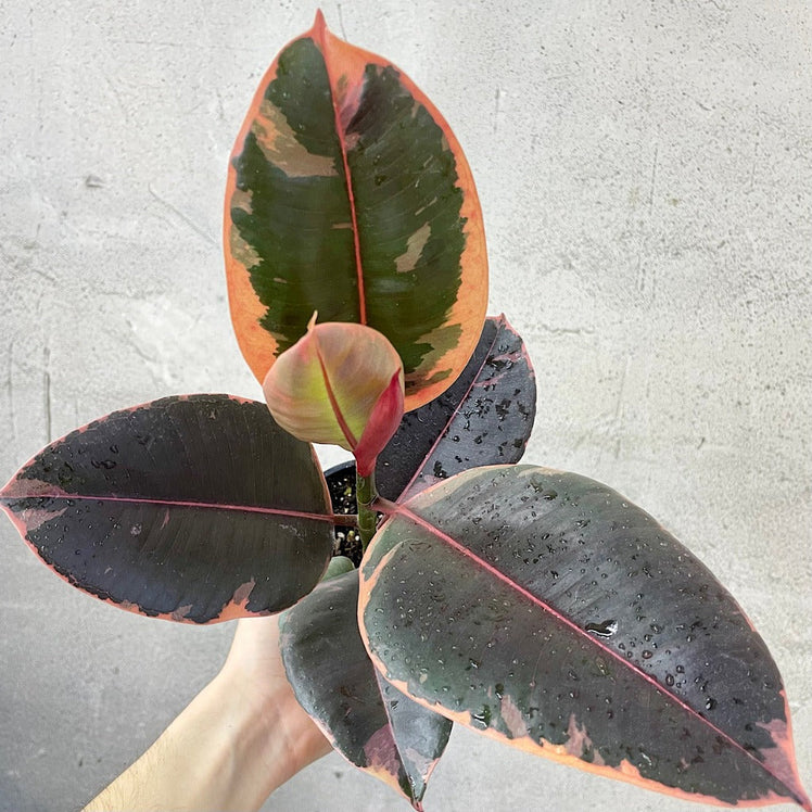 SMALL PLANTS - Ficus Decora Ruby - 2