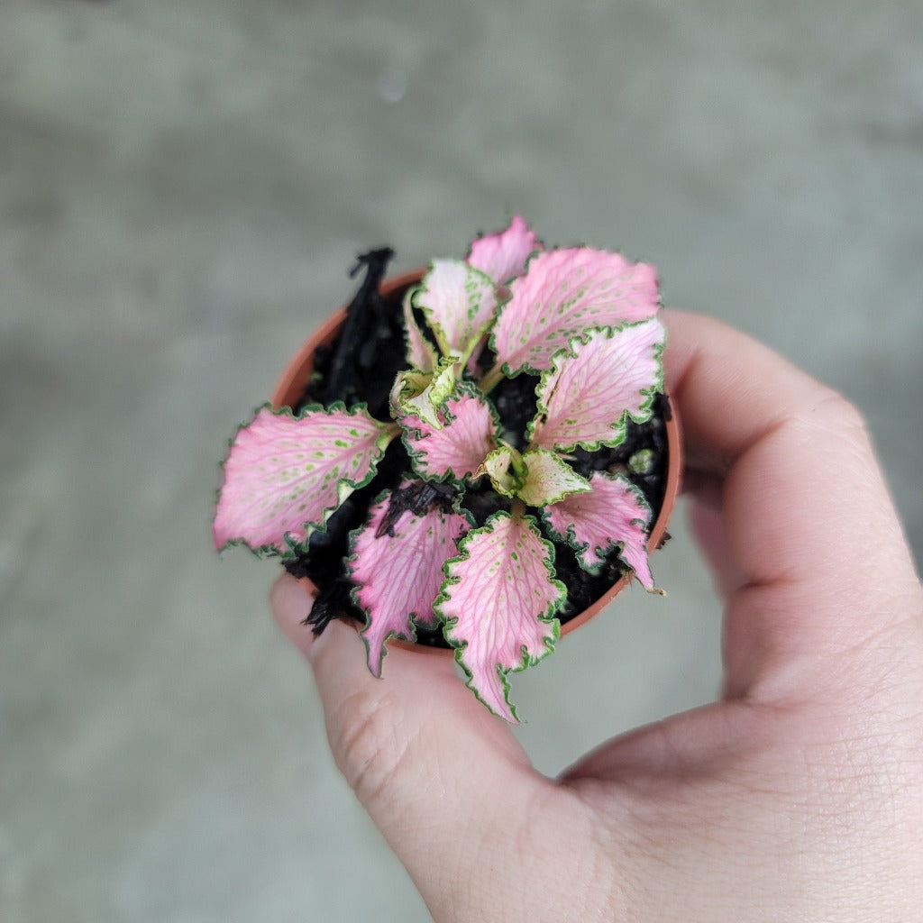 SMALL PLANTS - Fittonia Albivenis 'Pink Forest Flame'	- 2"