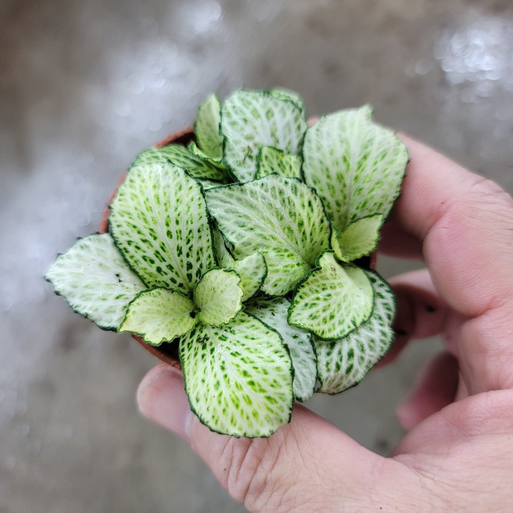 SMALL PLANTS - Fittonia "Mosaic Purple Snow Anne' - 2"