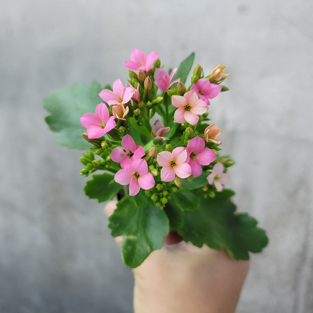 Florist Kalanchoe - 2