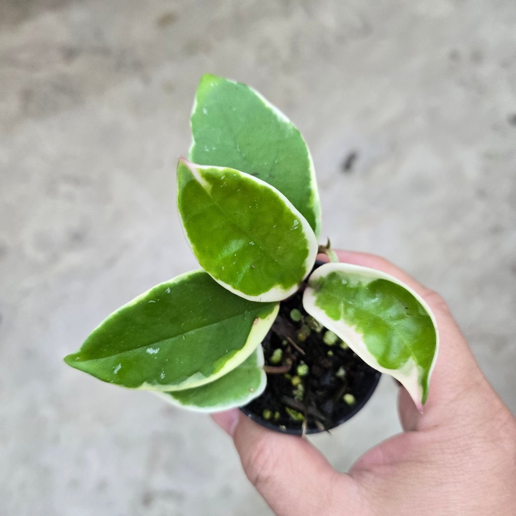 Hoya carnosa 'Krimson Queen' - 2