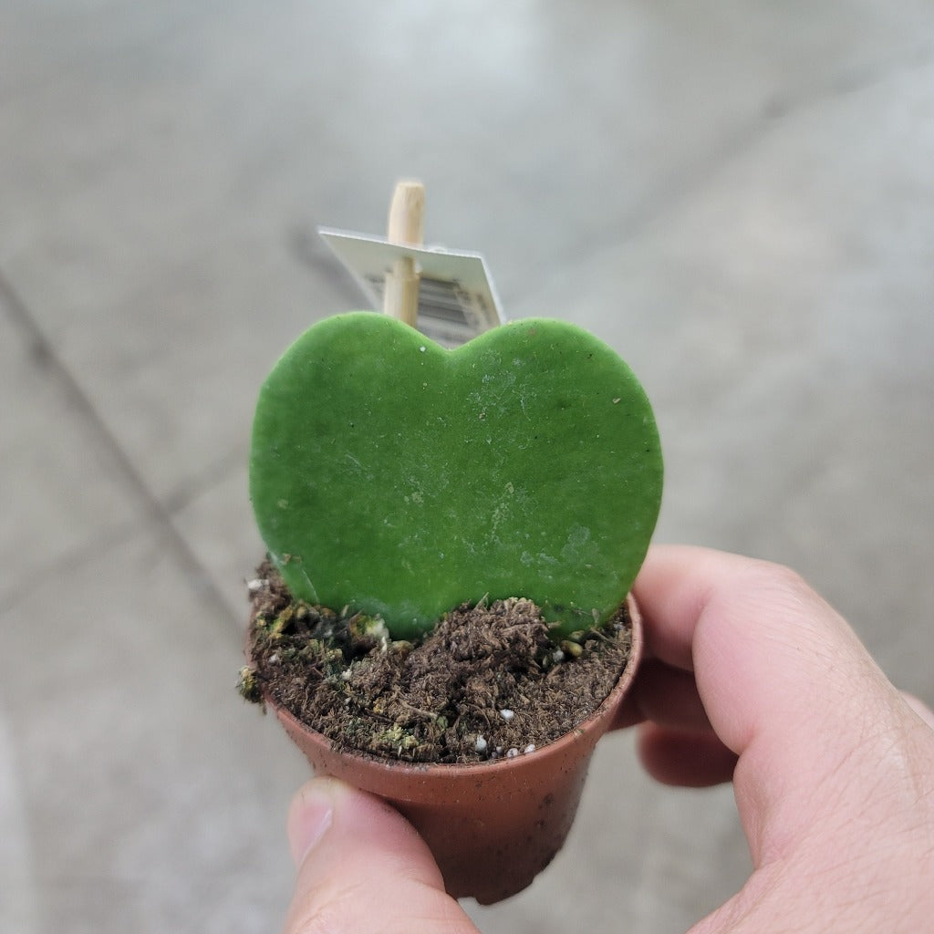 Hoya kerrii - single leaf