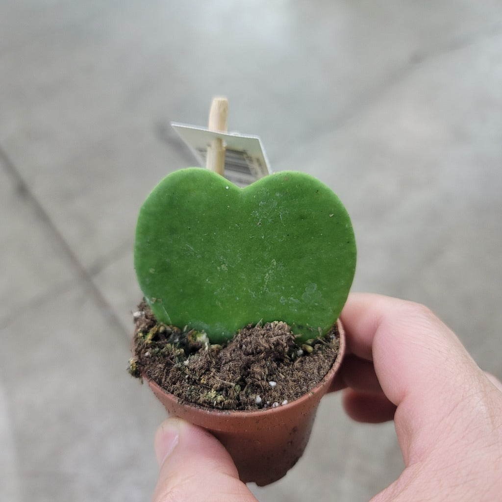 SMALL PLANTS - Hoya Kerrii - Single Leaf