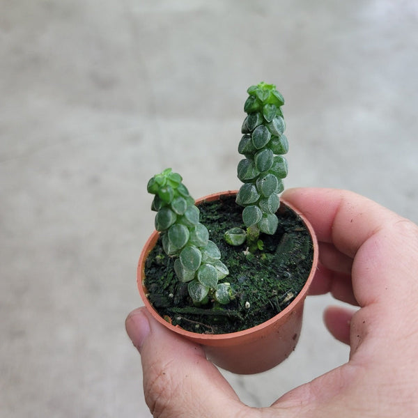 Peperomia columella - 2