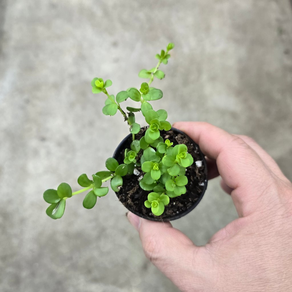 SMALL PLANTS - Peperomia Deppeana - 2"