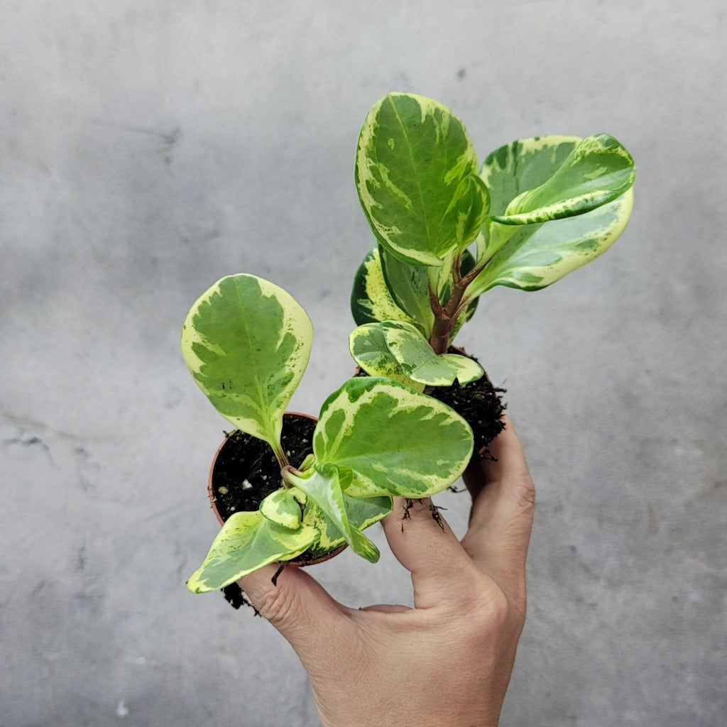 SMALL PLANTS - PEPEROMIA OBTUSIFOLIA - 2"
