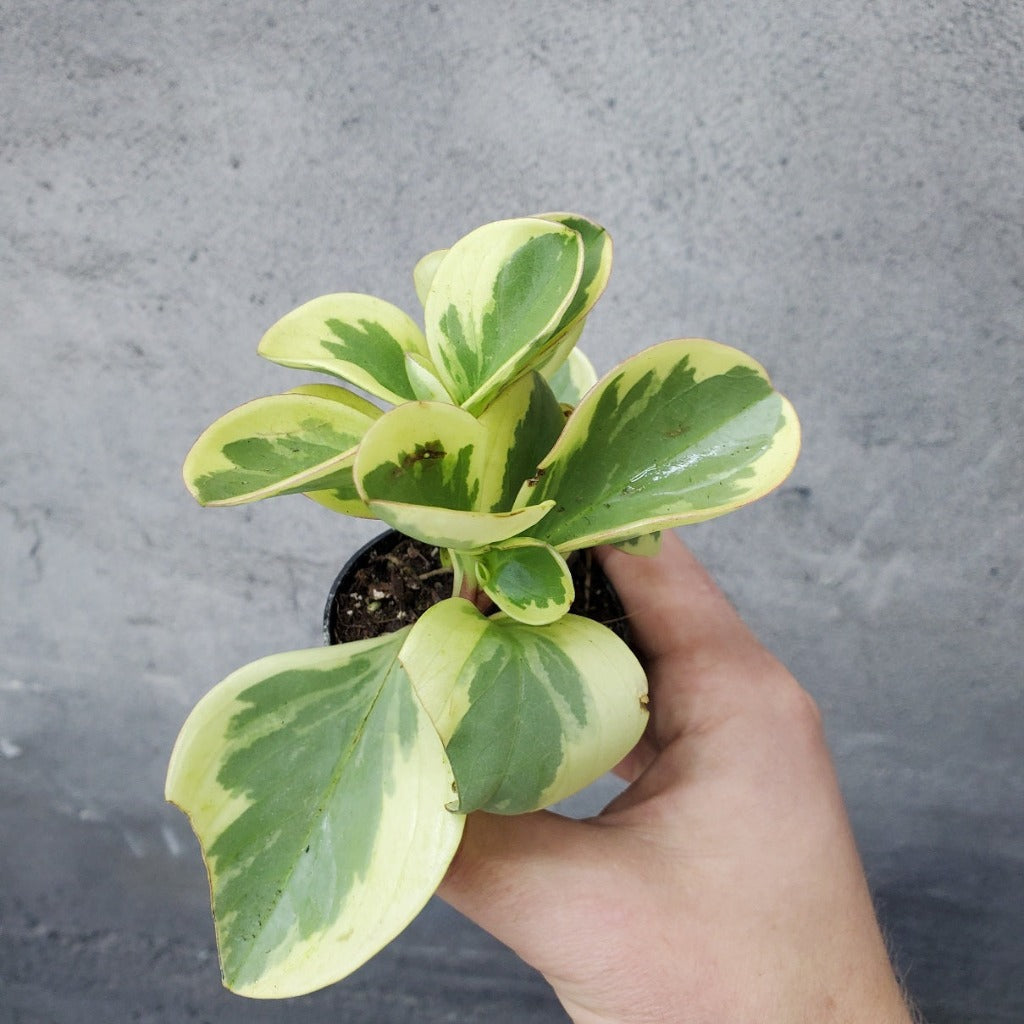 SMALL PLANTS - PEPEROMIA OBTUSIFOLIA - 2"