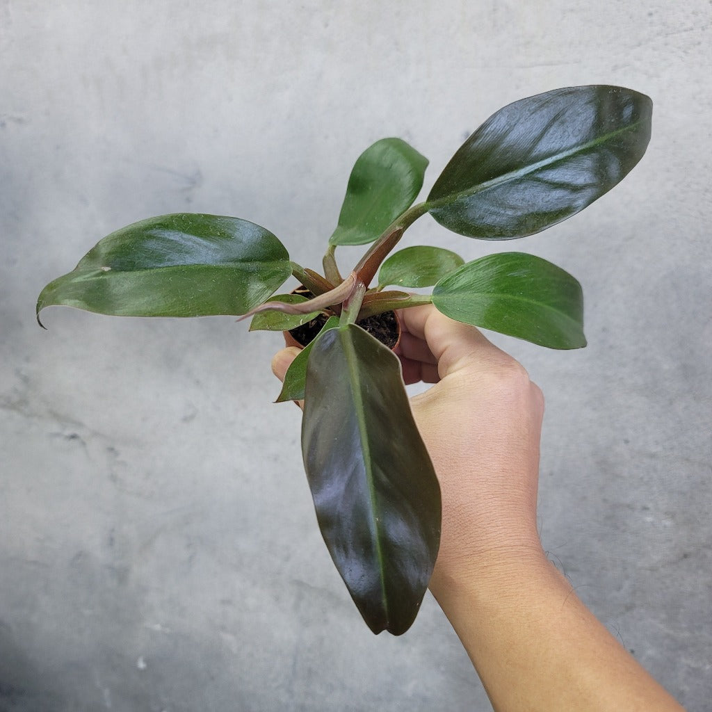 SMALL PLANTS - PHILODENDRON BLACK CARDINAL - 2.5