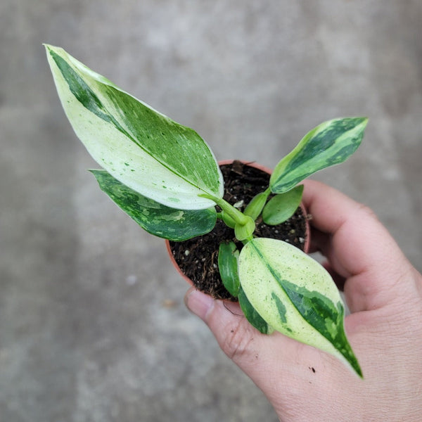 philodendron jose buono australia Philodendron JOSE Buono
