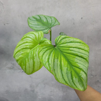 SMALL PLANTS - Philodendron Mamei - 2"