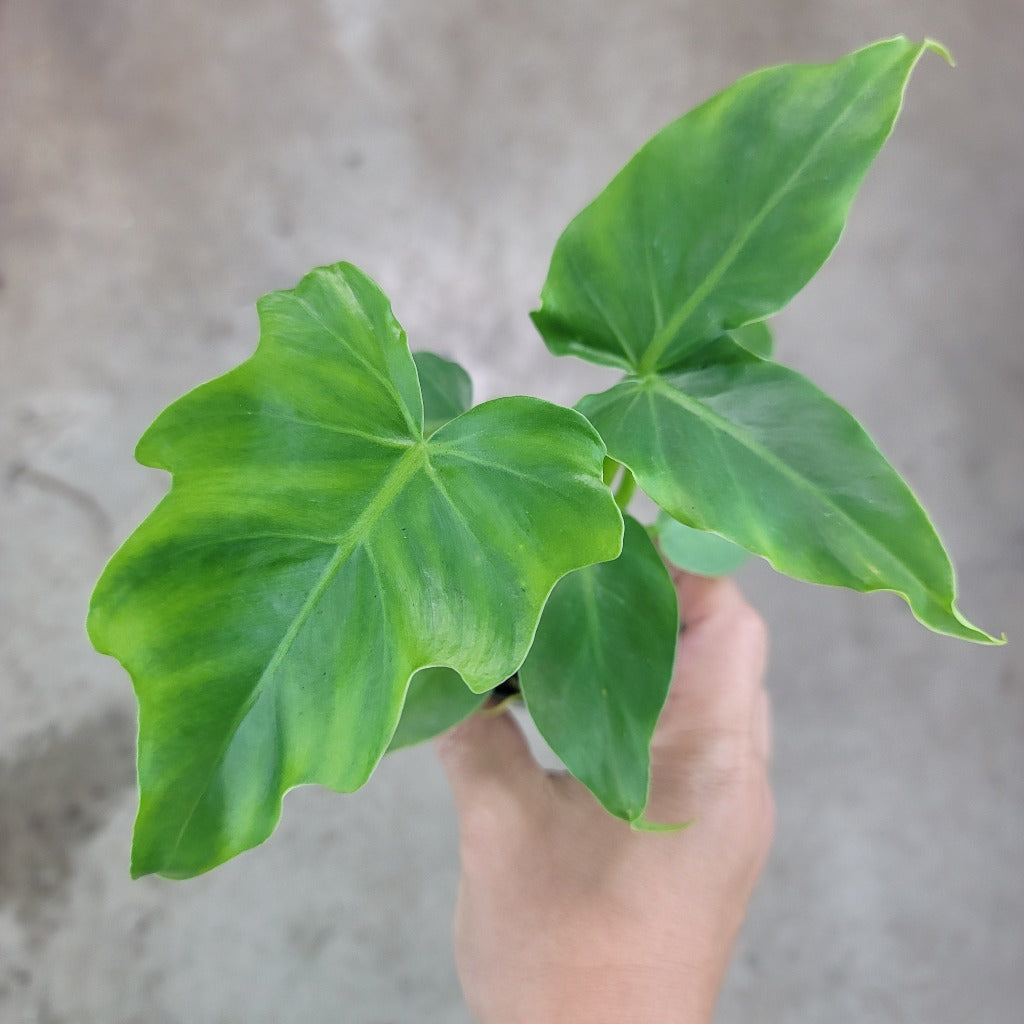SMALL PLANTS - PHILODENDRON MAYOI 'TAHITI' - 2"