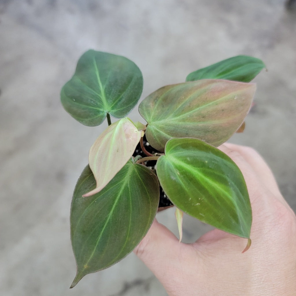 SMALL PLANTS - Philodendron Micans - 2