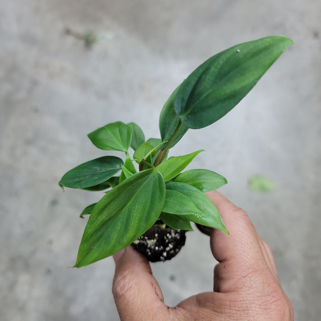 SMALL PLANTS - PHILODENDRON NANGARITENSE - 2