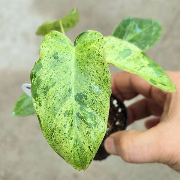 paraiso verde philodendron for sale Philodendron 'Paraiso Verde' 2" ct