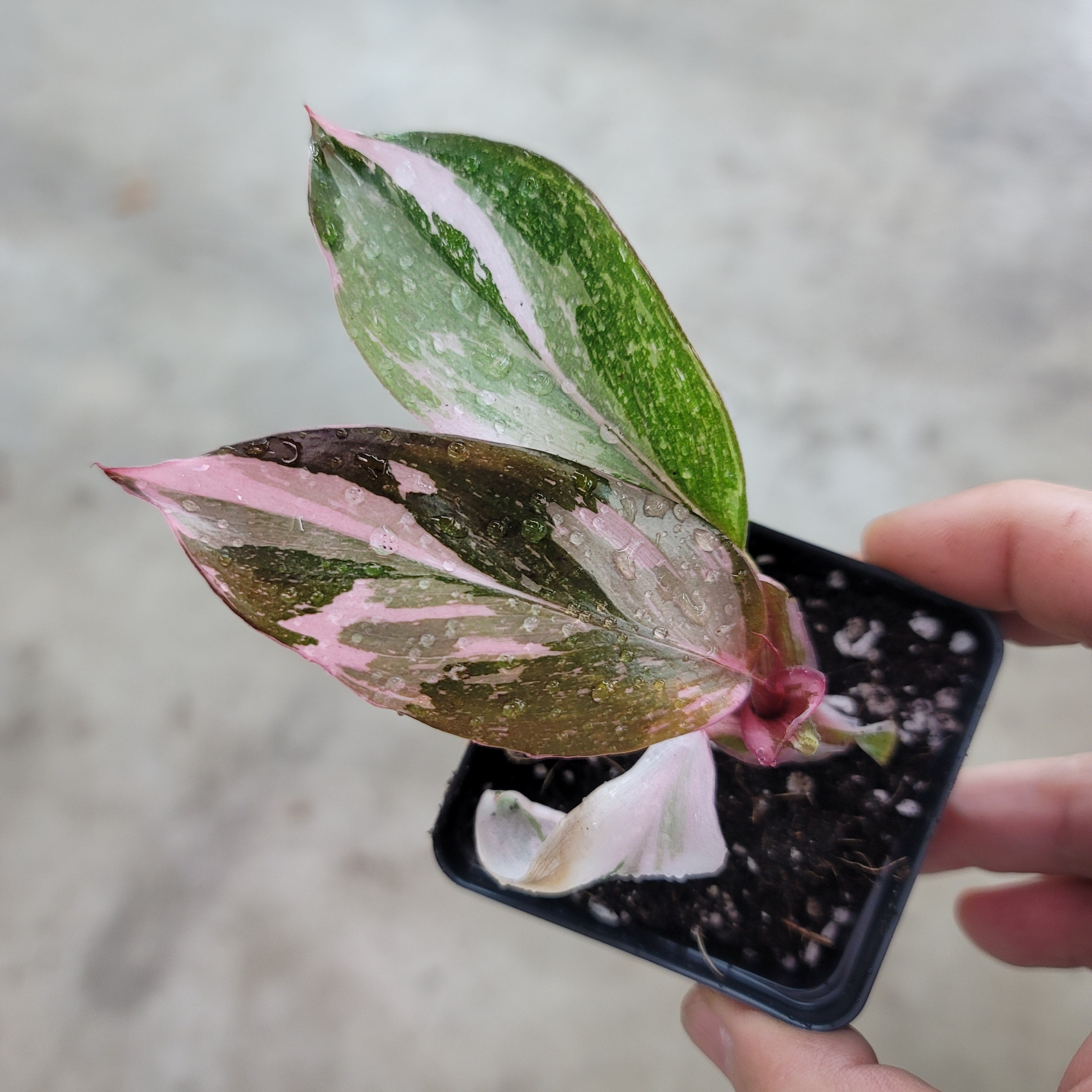 SMALL PLANTS - PHILODENDRON PINK PRINCESS - 2