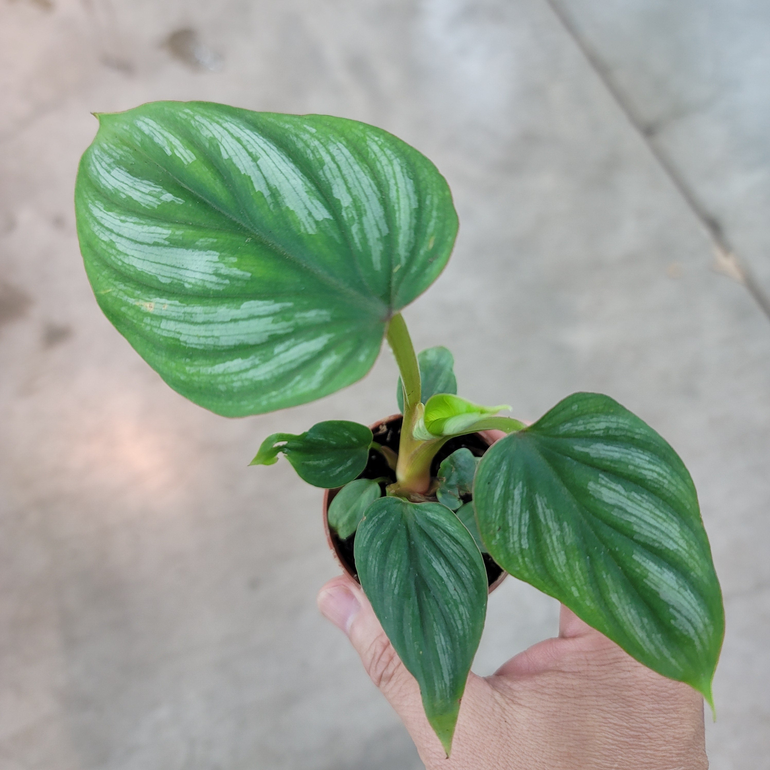 SMALL PLANTS - Philodendron Plowmanii - 2