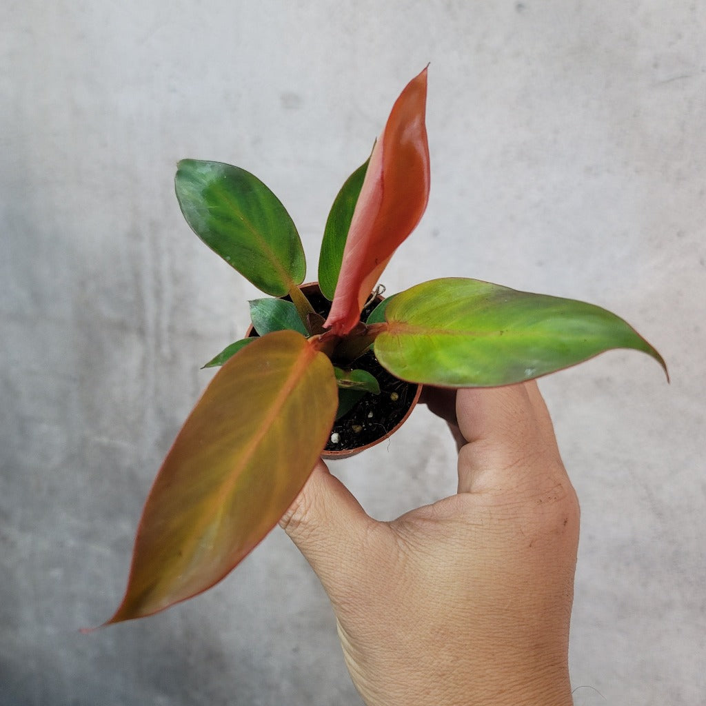 SMALL PLANTS - PHILODENDRON RED SUN - 2"