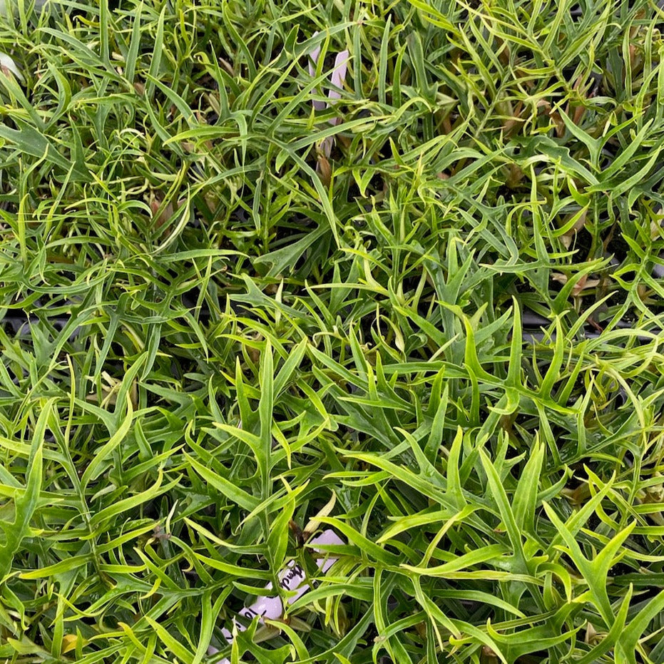 SMALL PLANTS - PHILODENDRON TORTUM - 2.5" (PROMO)