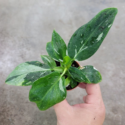 SMALL PLANTS - Philodendron White Wizard - 2"