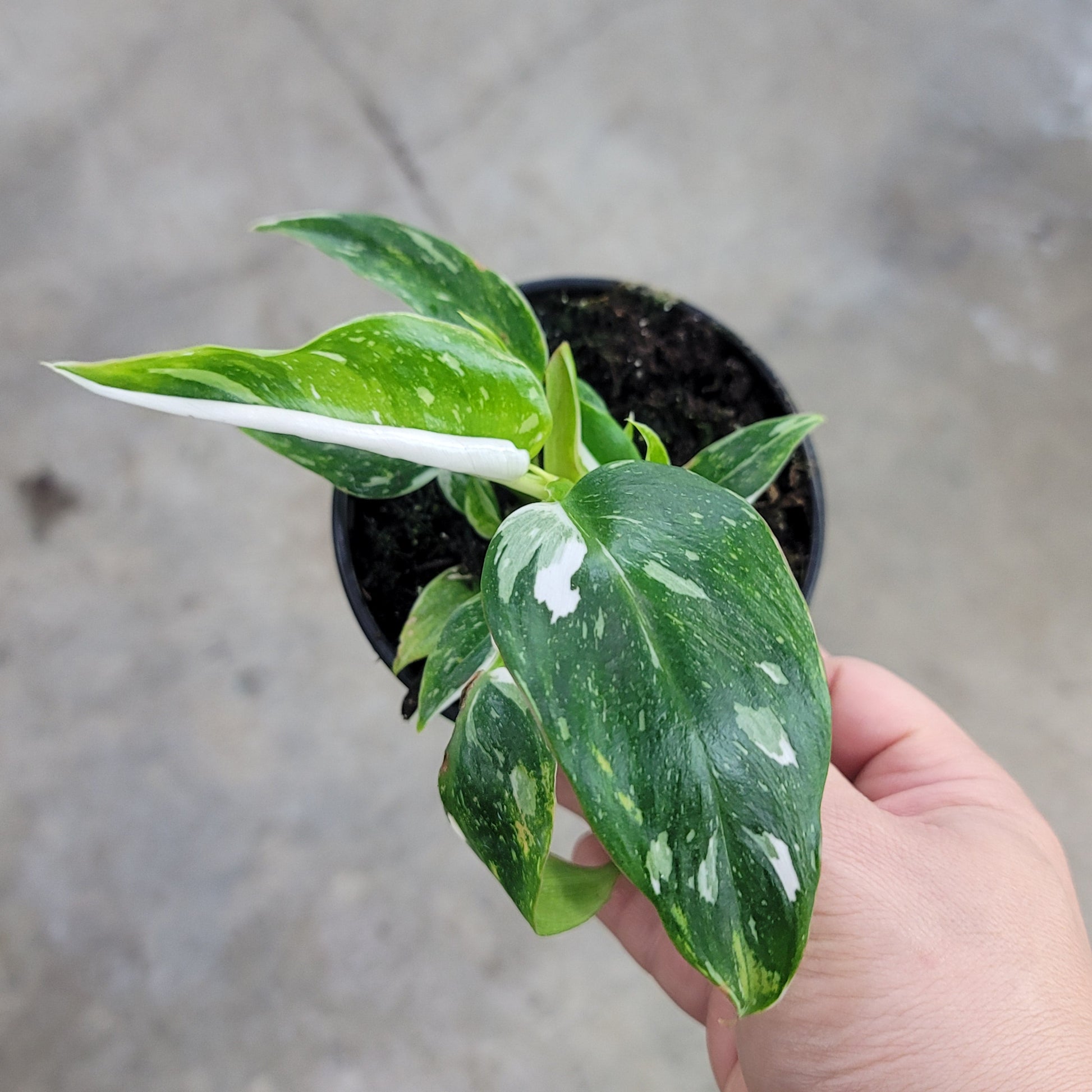 SMALL PLANTS - Philodendron White Wizard - 4"